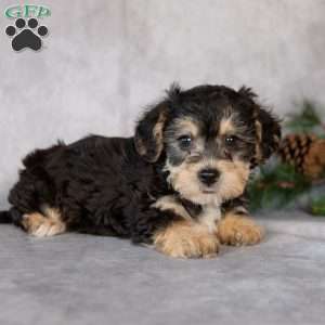 Flora, Yorkie-Chon Puppy